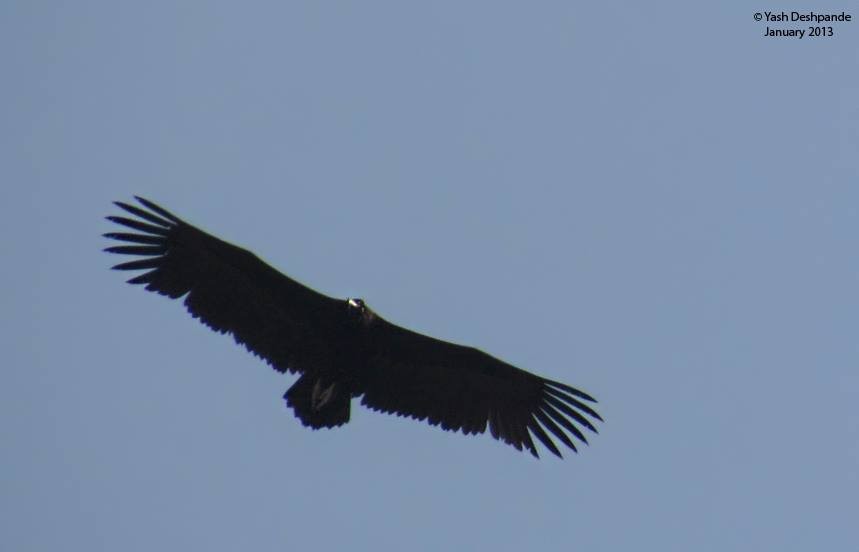 Cinereous Vulture - Yash Deshpande