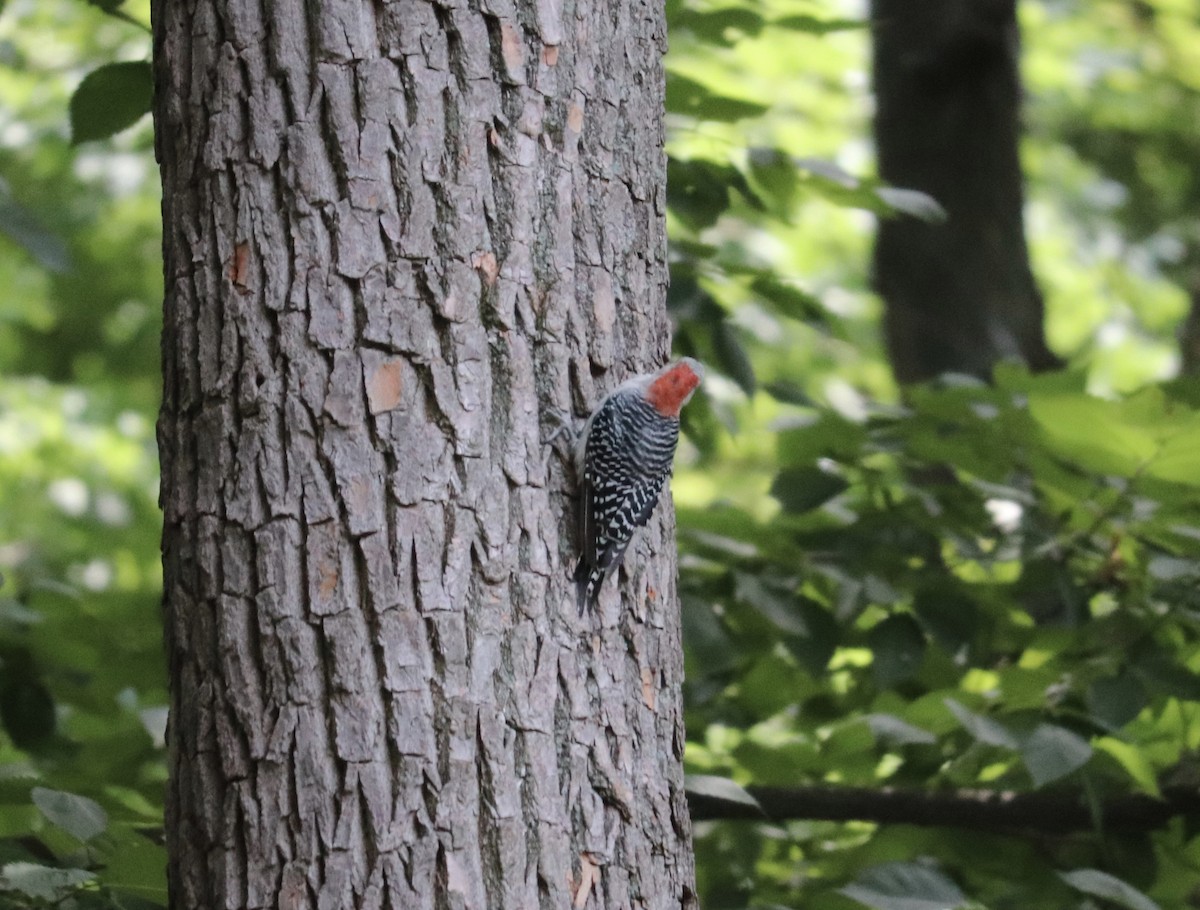 Red-bellied Woodpecker - Jack Leow