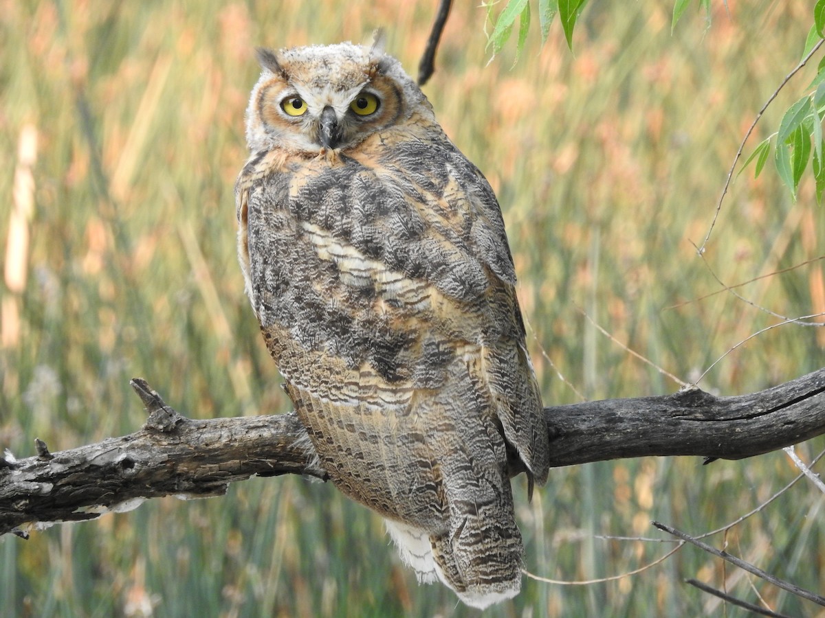 Great Horned Owl - Alan Ketcham