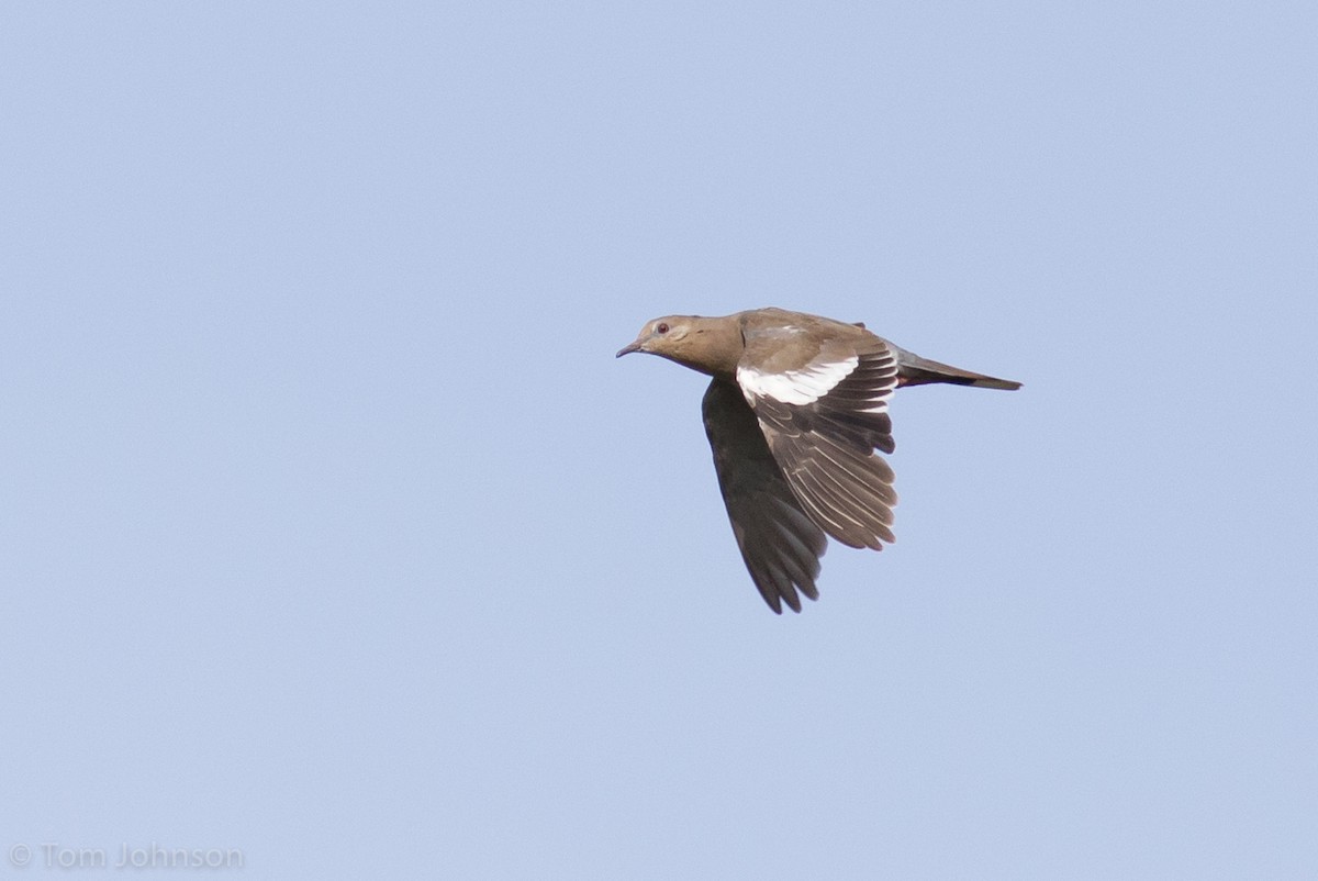 White-winged Dove - ML109471661