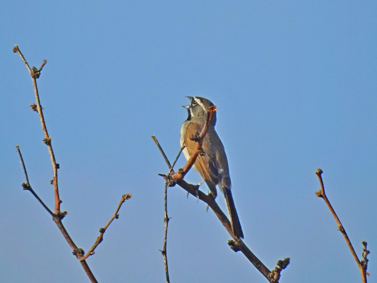 Black-throated Sparrow - ML109475161