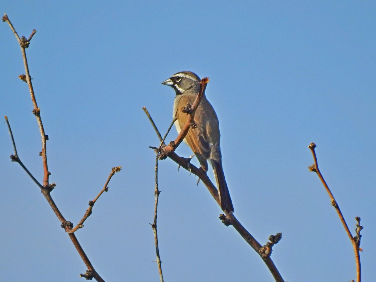 Black-throated Sparrow - ML109475191