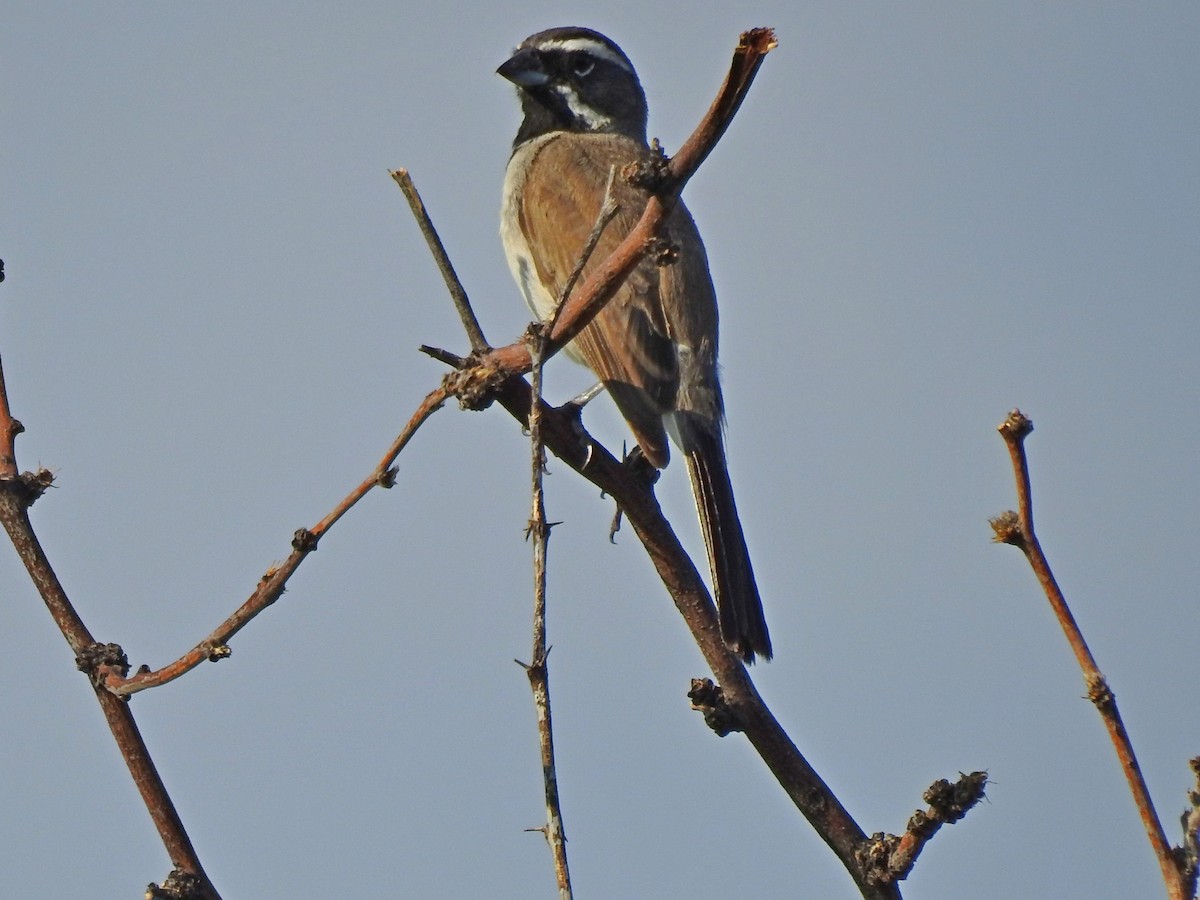 Black-throated Sparrow - ML109475211