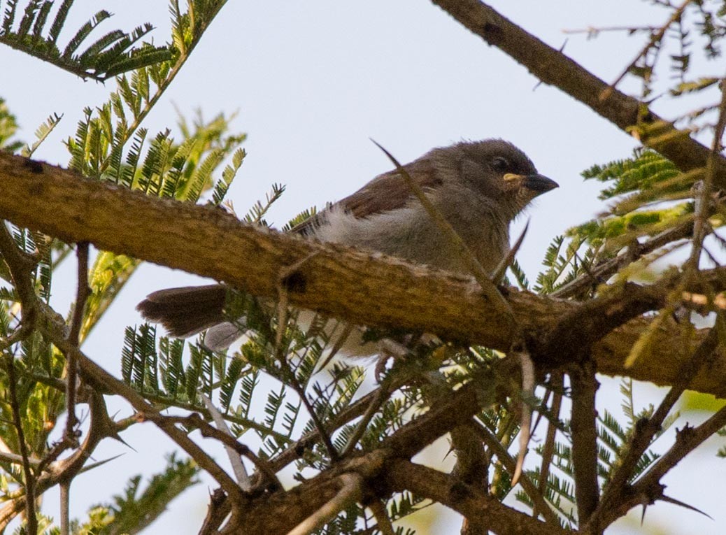 Northern Gray-headed Sparrow - Simon Carter