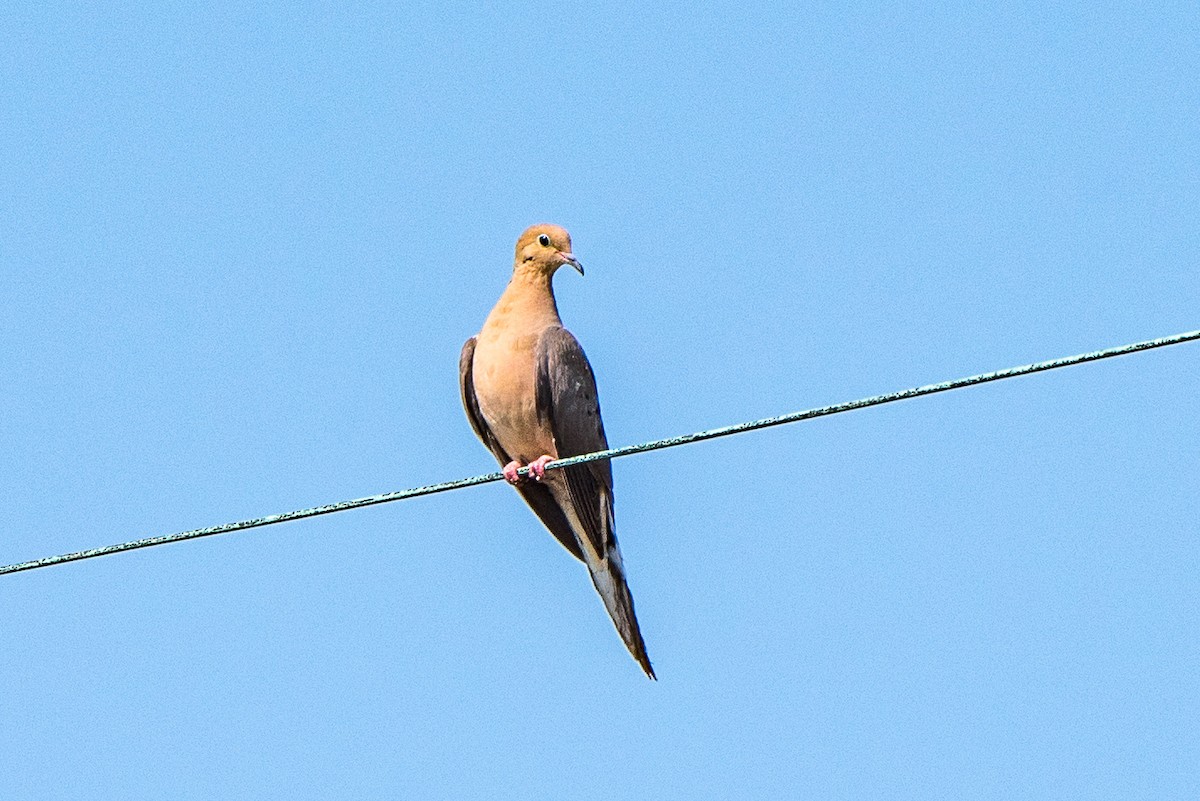 Mourning Dove - Jeff Langford