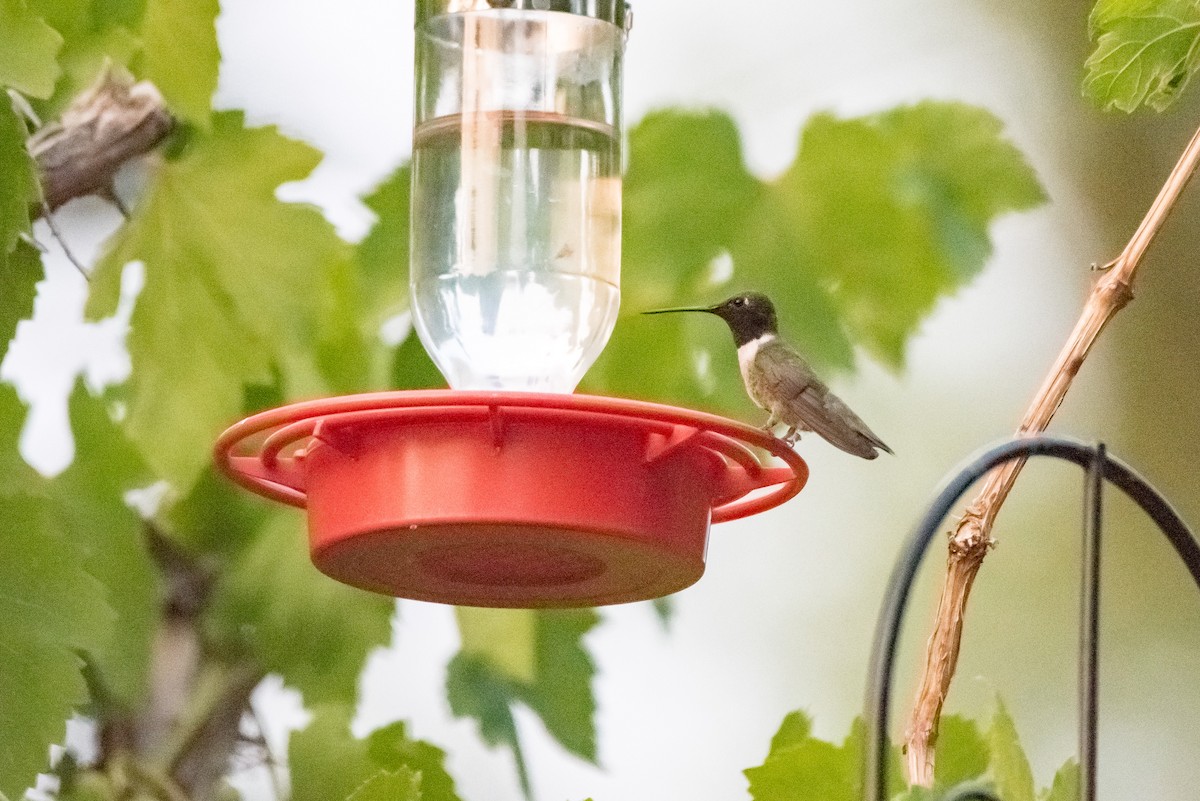 Black-chinned Hummingbird - ML109478111