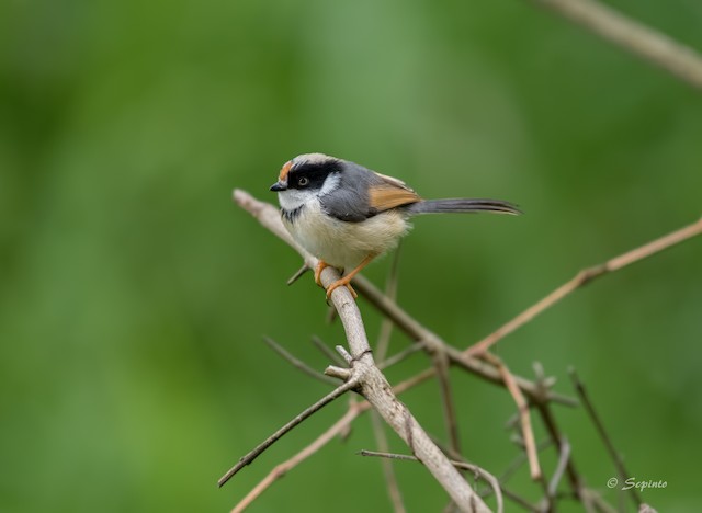 Red Headed or Black Throated Tit (Aegithalos iredalei)