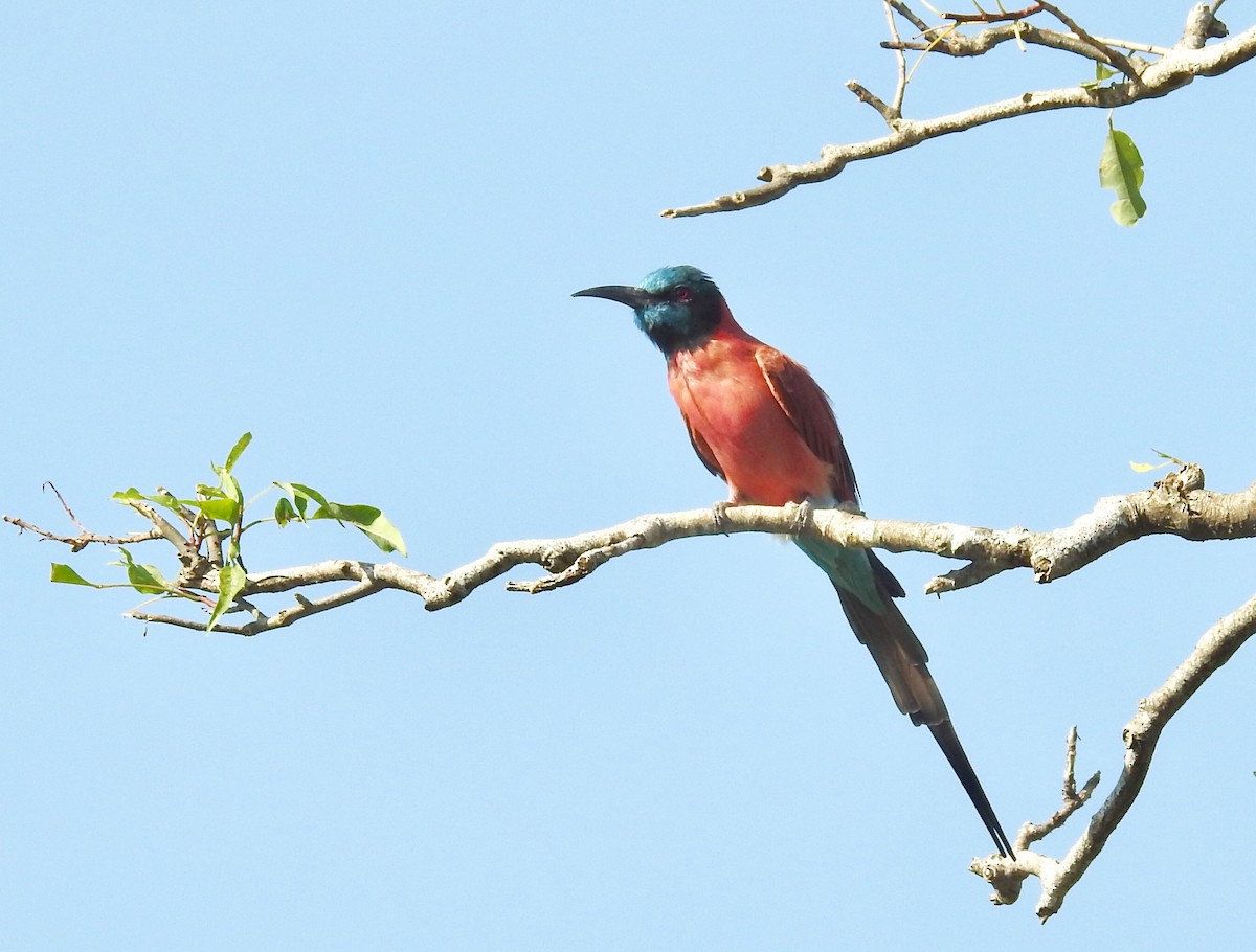 Northern Carmine Bee-eater - Gustino Lanese