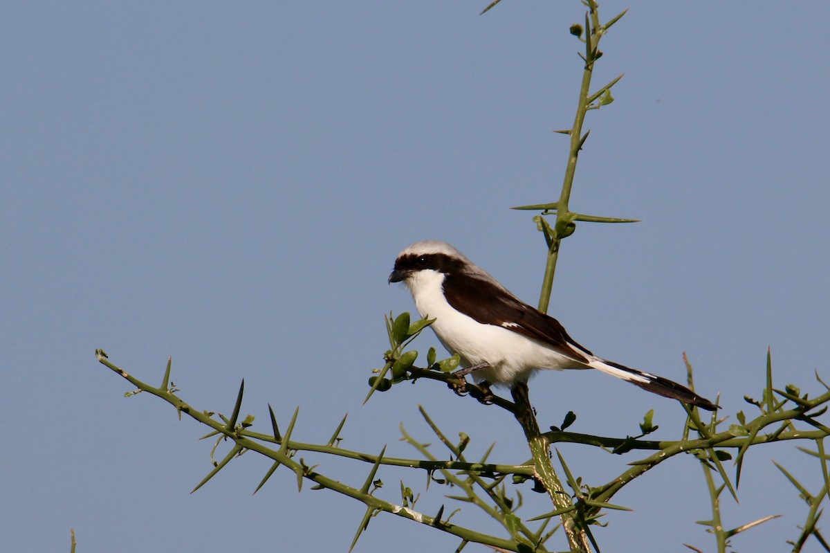 Gray-backed Fiscal - Gustino Lanese