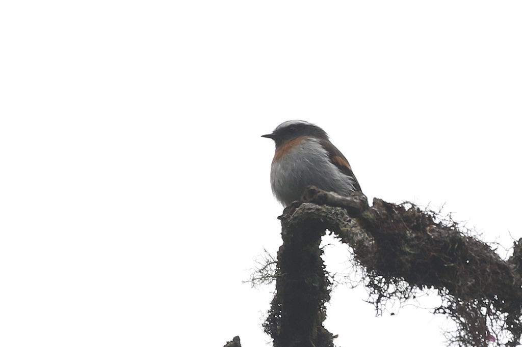 Rufous-breasted Chat-Tyrant - William Hull