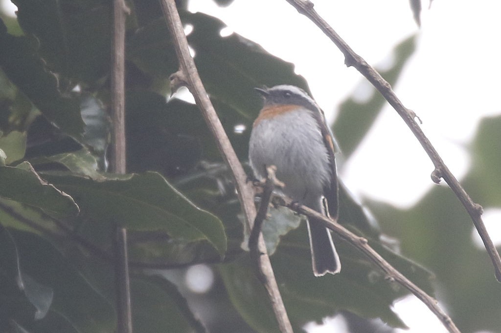 Rufous-breasted Chat-Tyrant - ML109480321