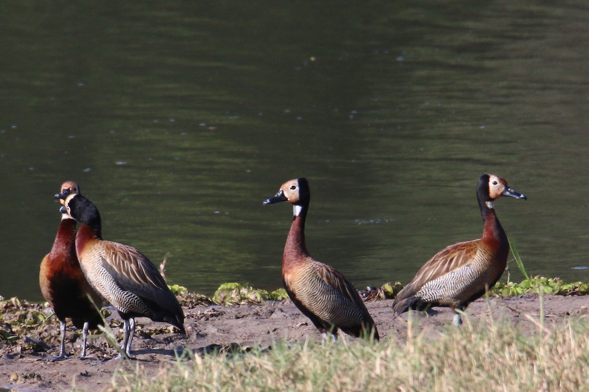 White-faced Whistling-Duck - Gustino Lanese