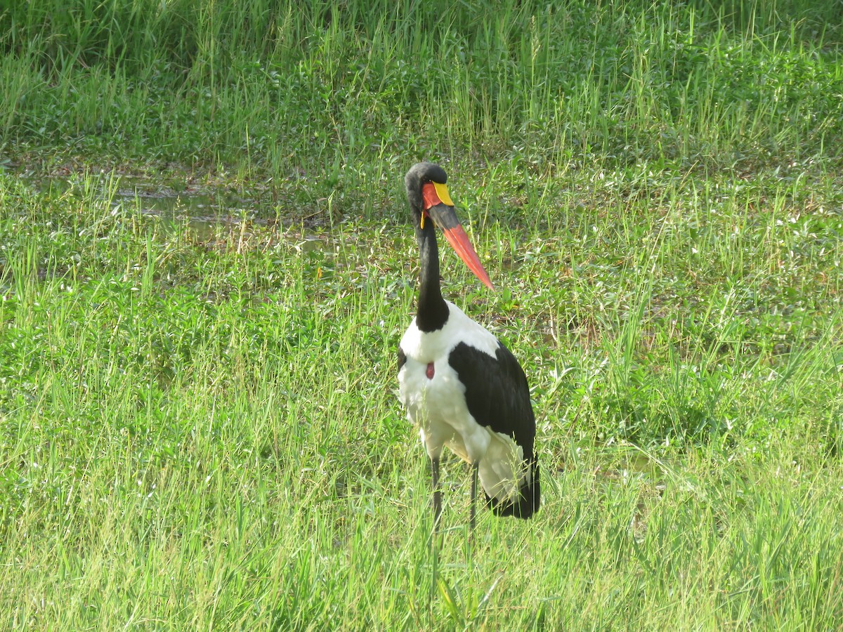 Saddle-billed Stork - Nicholas Fordyce - Birding Africa