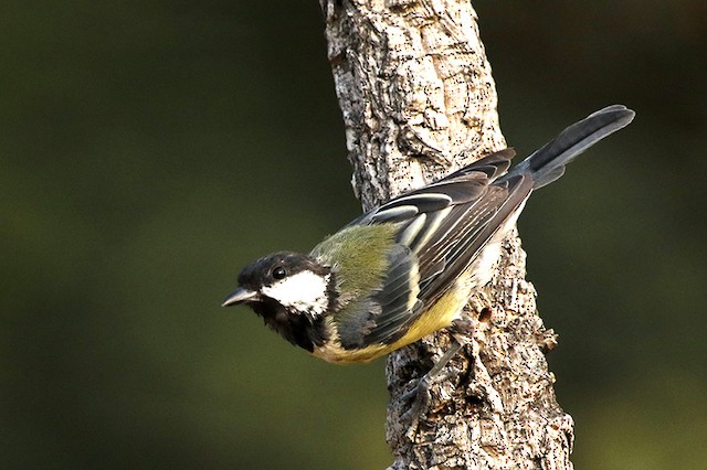 Male Great Tit undergoing Definitive Prebasic Molt (subspecies <em class="SciName notranslate">corsus</em>). - Great Tit - 