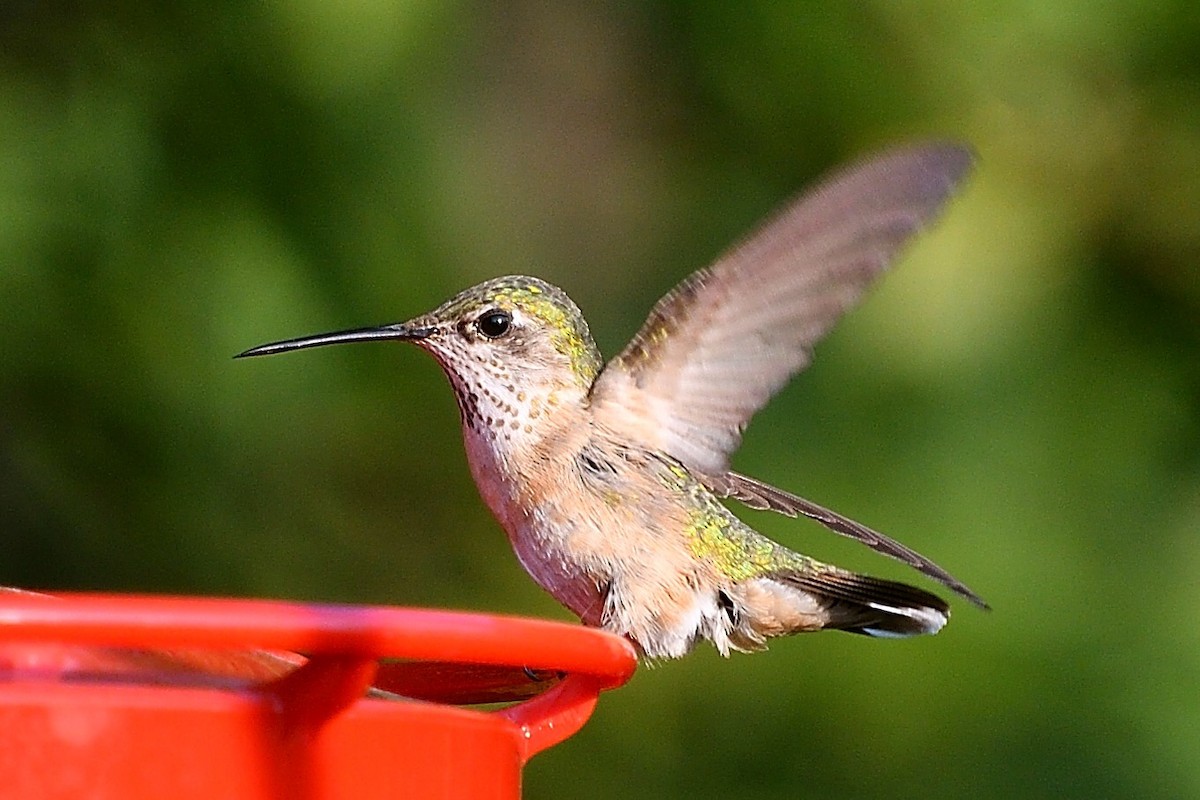 Calliope Hummingbird - ML109484721