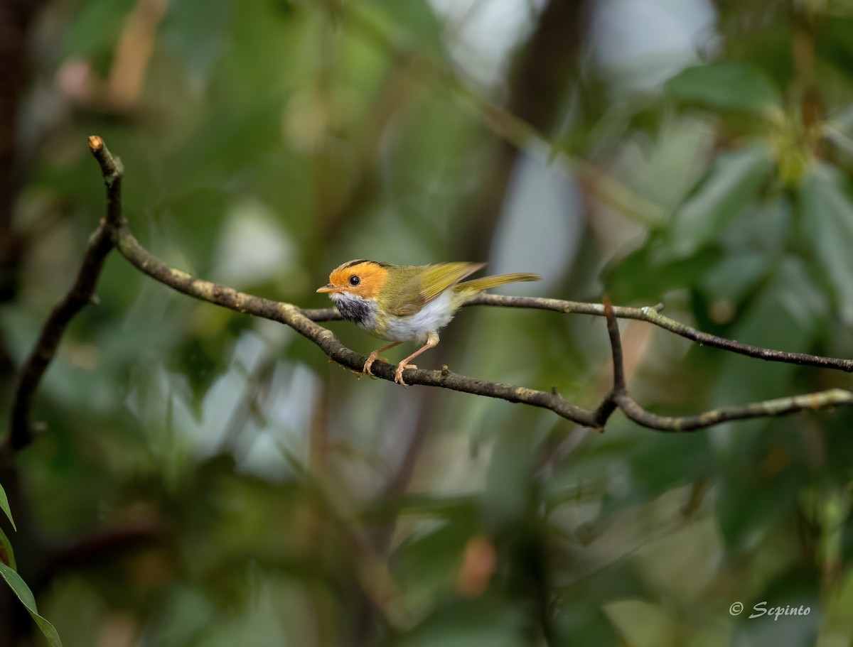 Rufous-faced Warbler - Shailesh Pinto