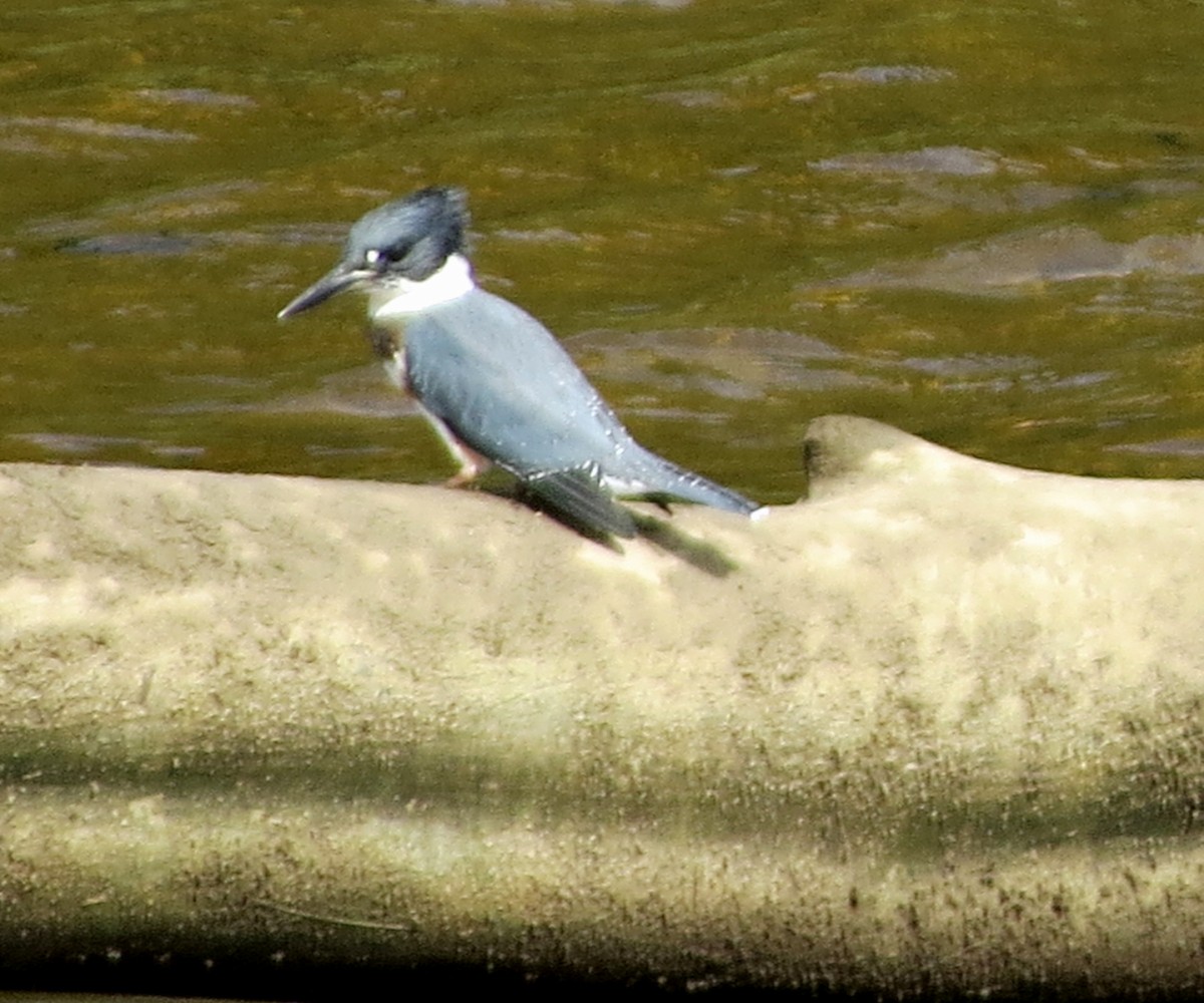 Belted Kingfisher - ML109485631