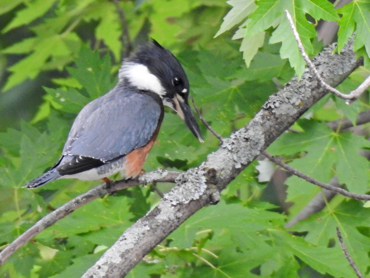 Belted Kingfisher - Christian Coté