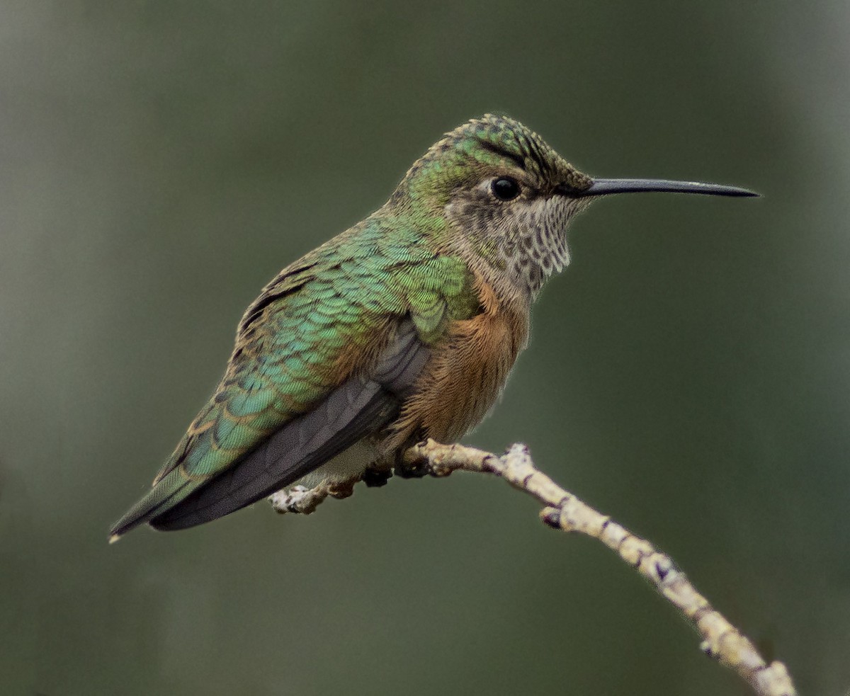 Broad-tailed Hummingbird - Brad Singer