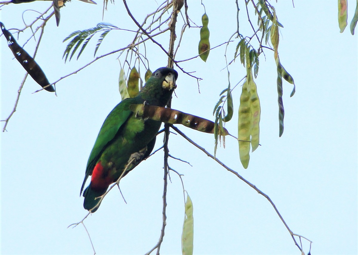 Scaly-headed Parrot - ML109487381