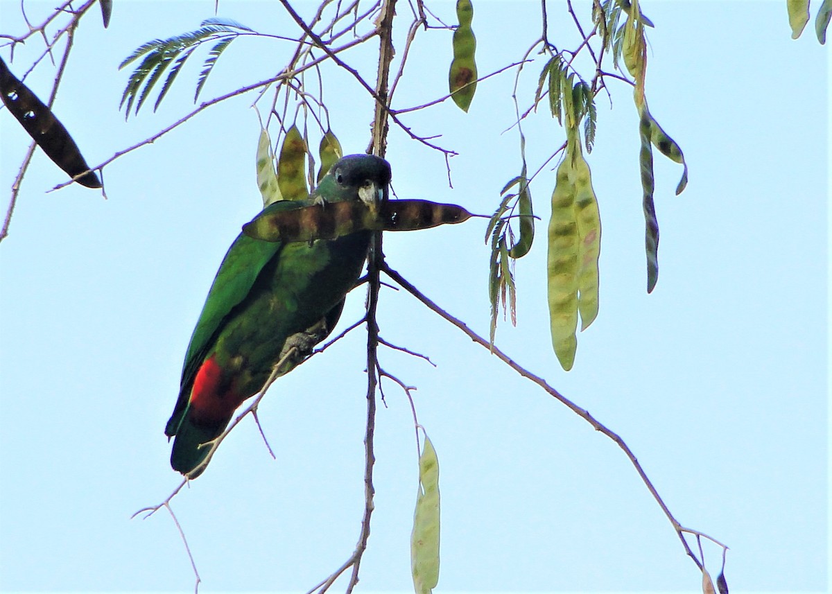 Scaly-headed Parrot - ML109487401