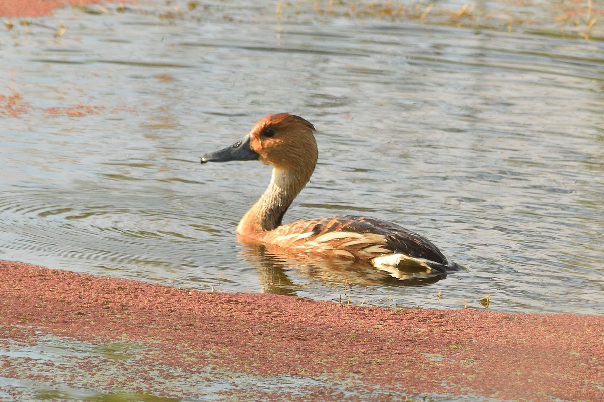 Fulvous Whistling-Duck - ML109495591