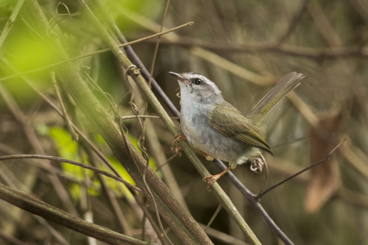 Golden-crowned Warbler (White-bellied) - ML109496341