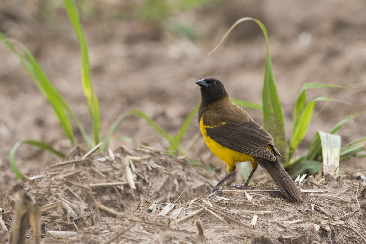 Yellow-rumped Marshbird - ML109497041