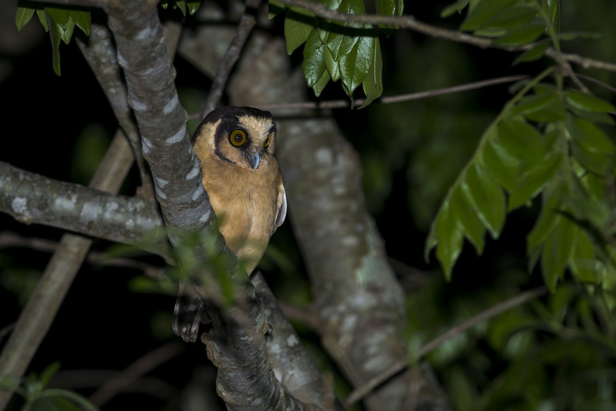 Buff-fronted Owl - ML109497571