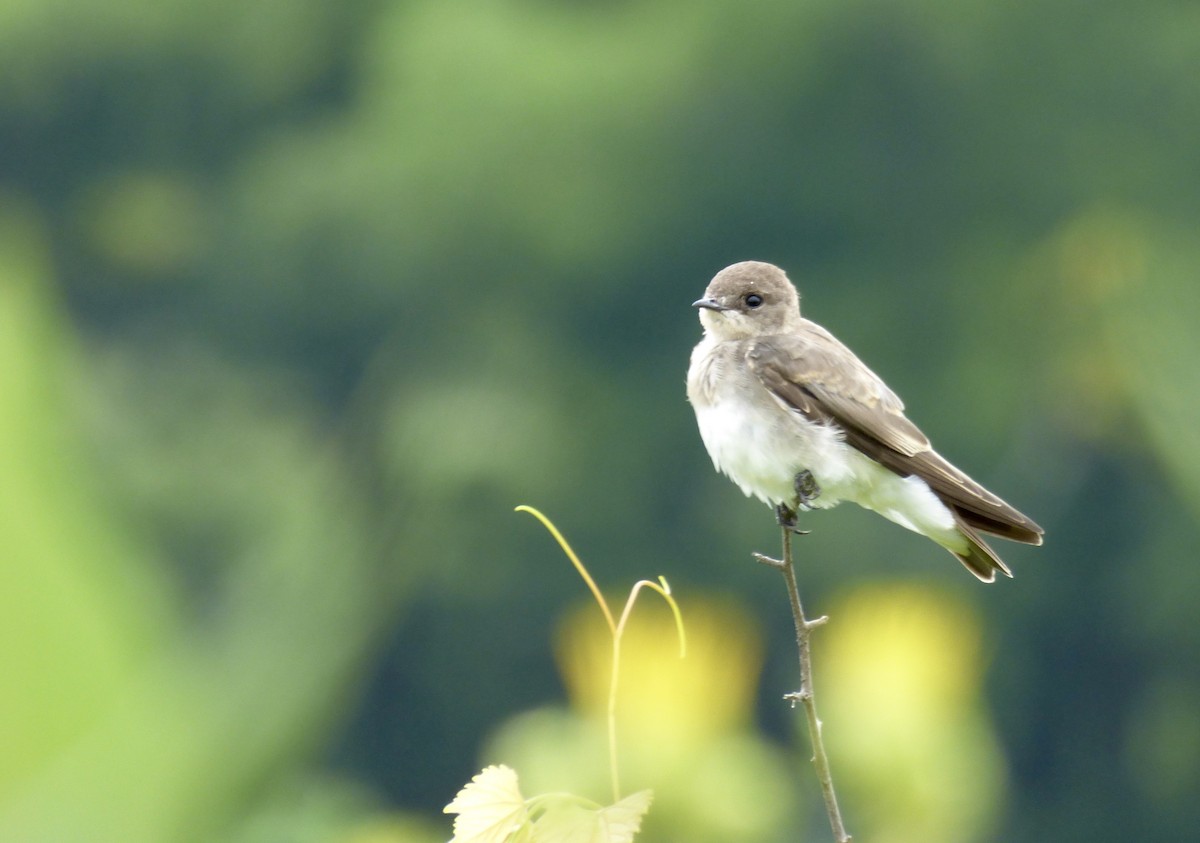 Northern Rough-winged Swallow - ML109501331