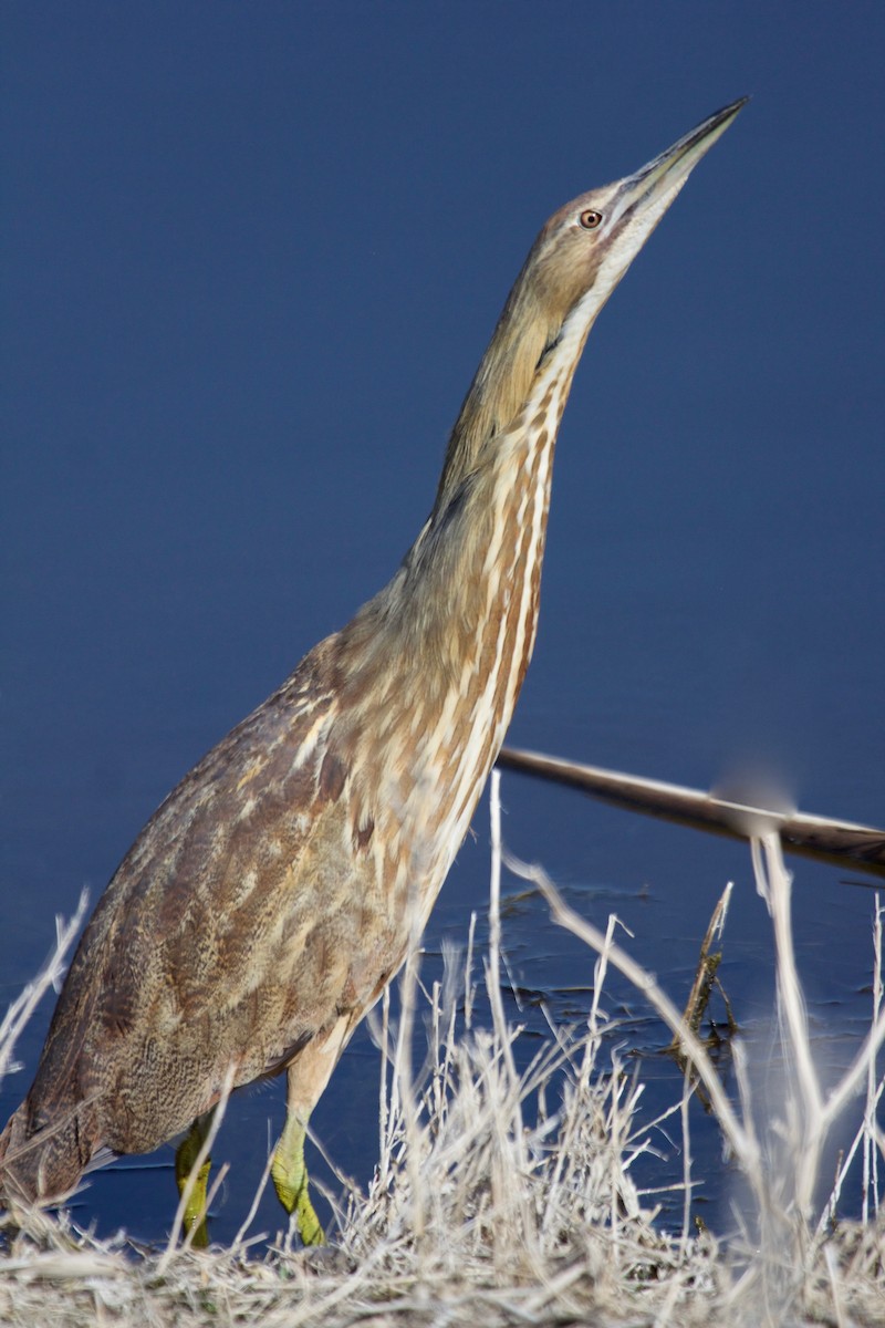 American Bittern - Rob O'Donnell