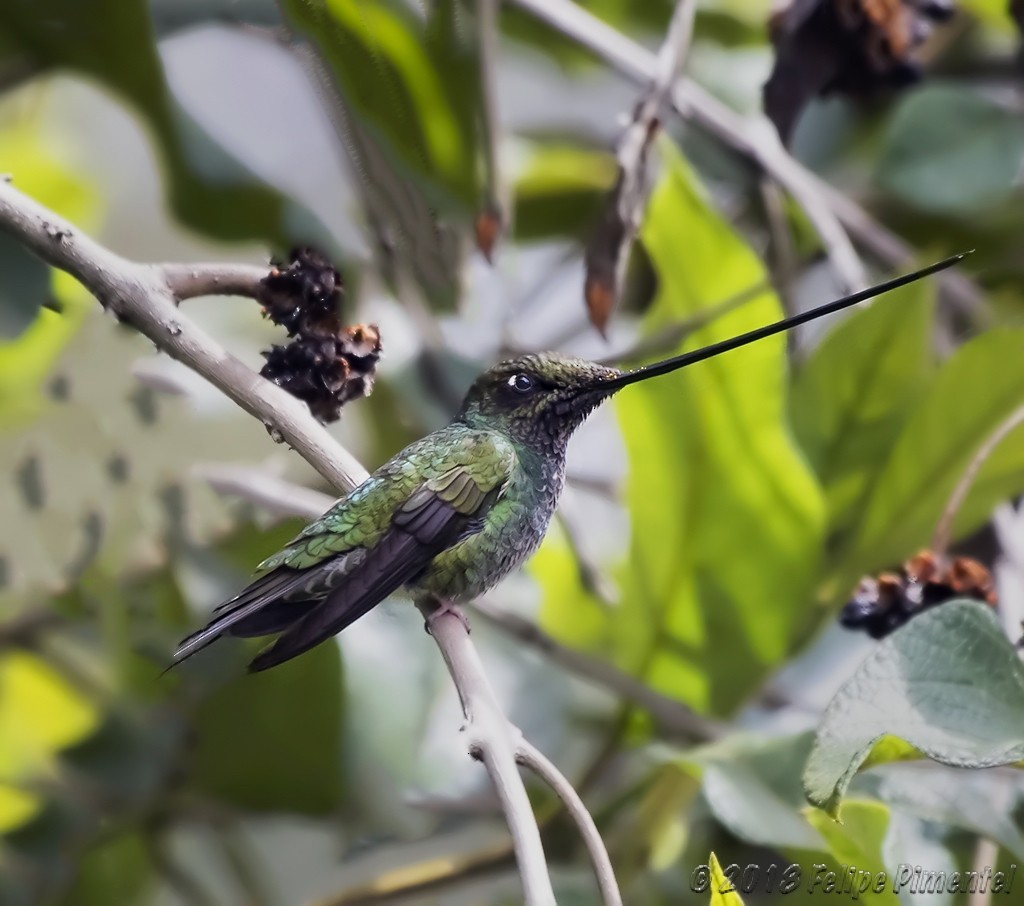 Sword-billed Hummingbird - Felipe Pimentel