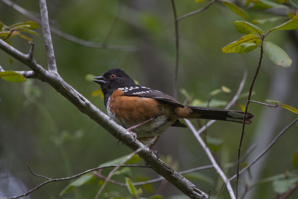 Spotted Towhee - Lindy Fung