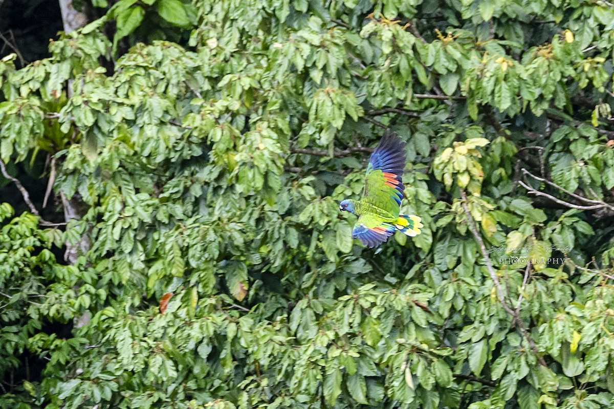St. Lucia Parrot - Jerome Foster