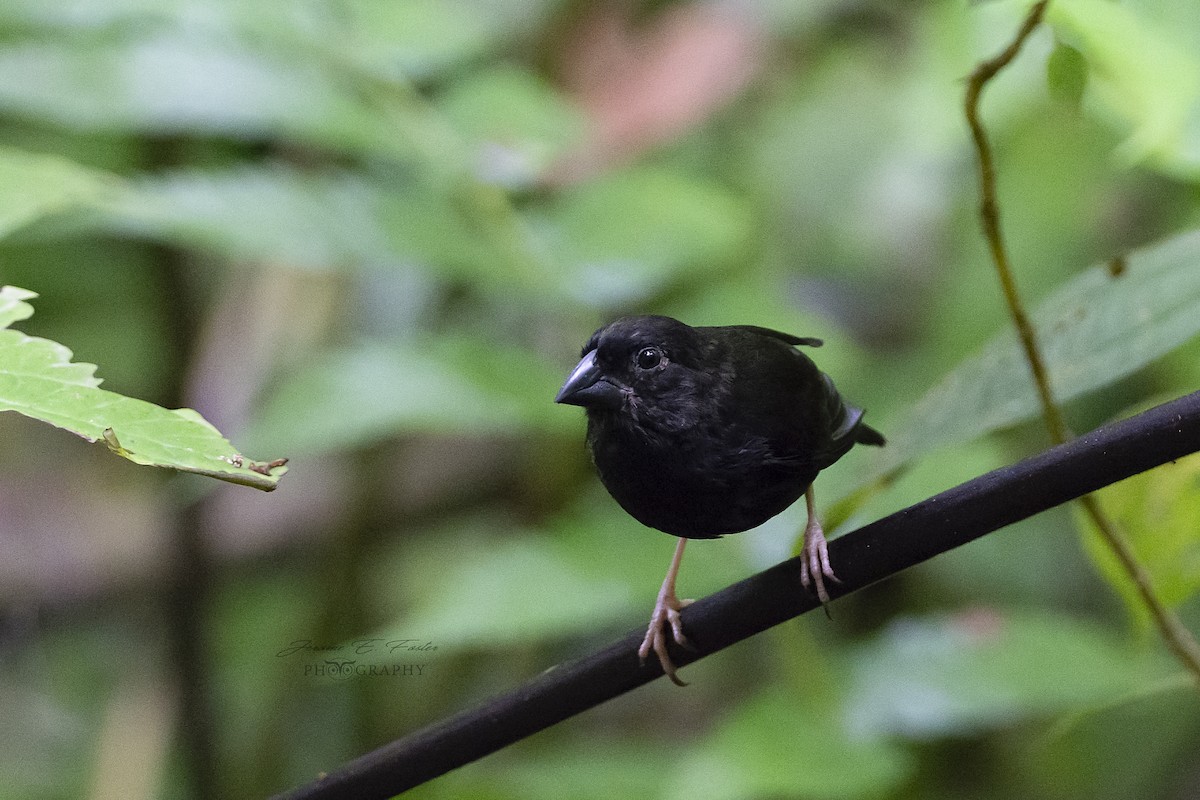 St. Lucia Black Finch - Jerome Foster