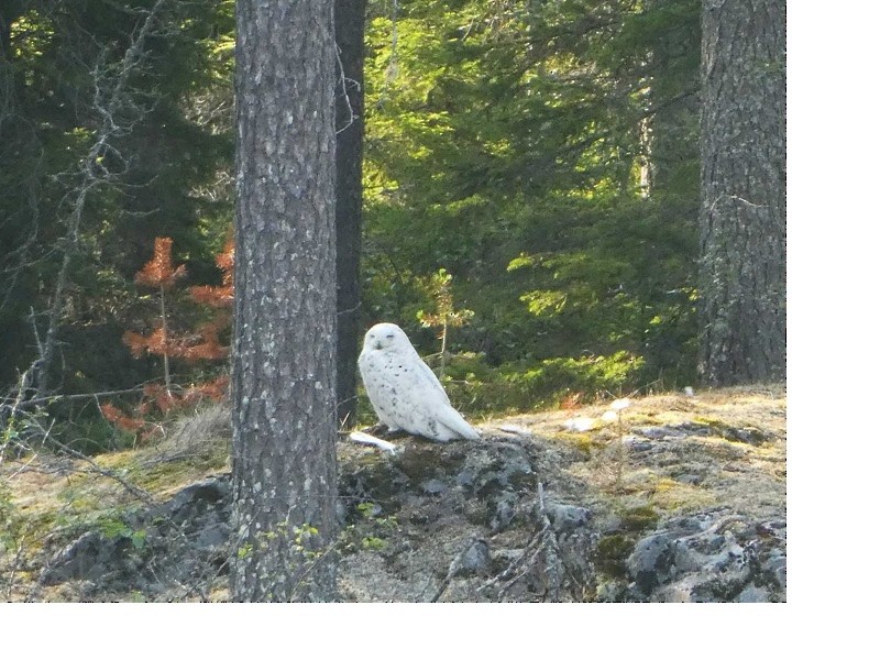 Snowy Owl - ML109528981