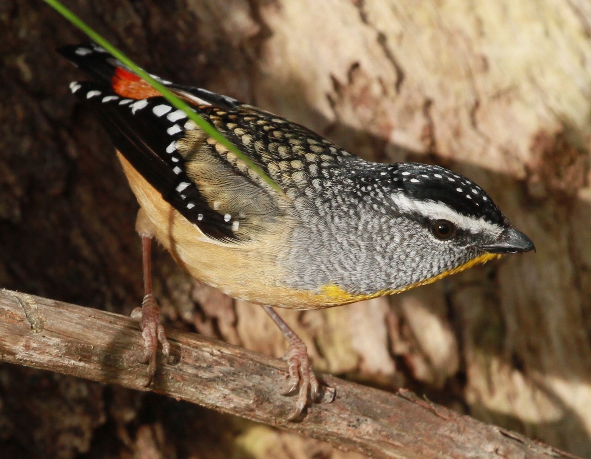 Spotted Pardalote - ML109531281