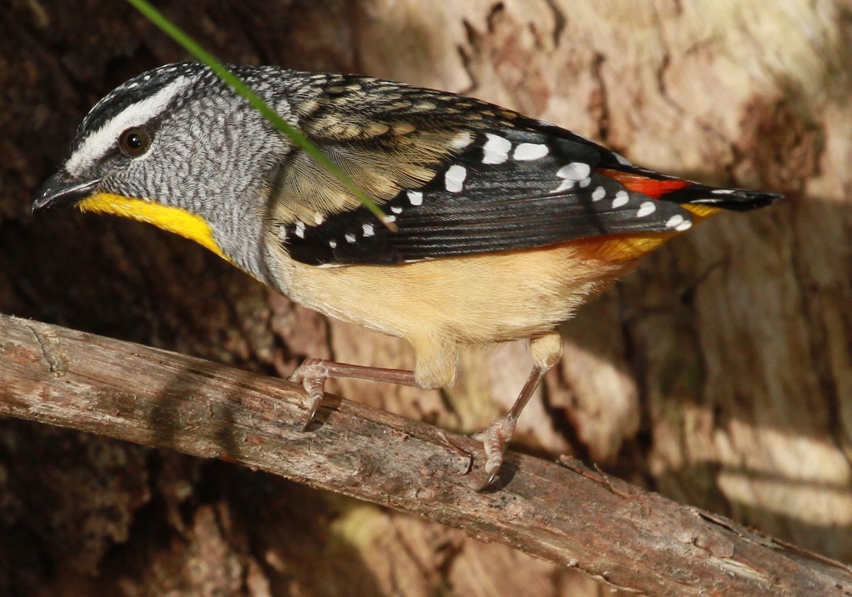 Spotted Pardalote - ML109531291