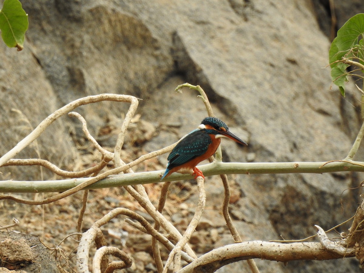 Common Kingfisher - Sivakumar Ramasamy