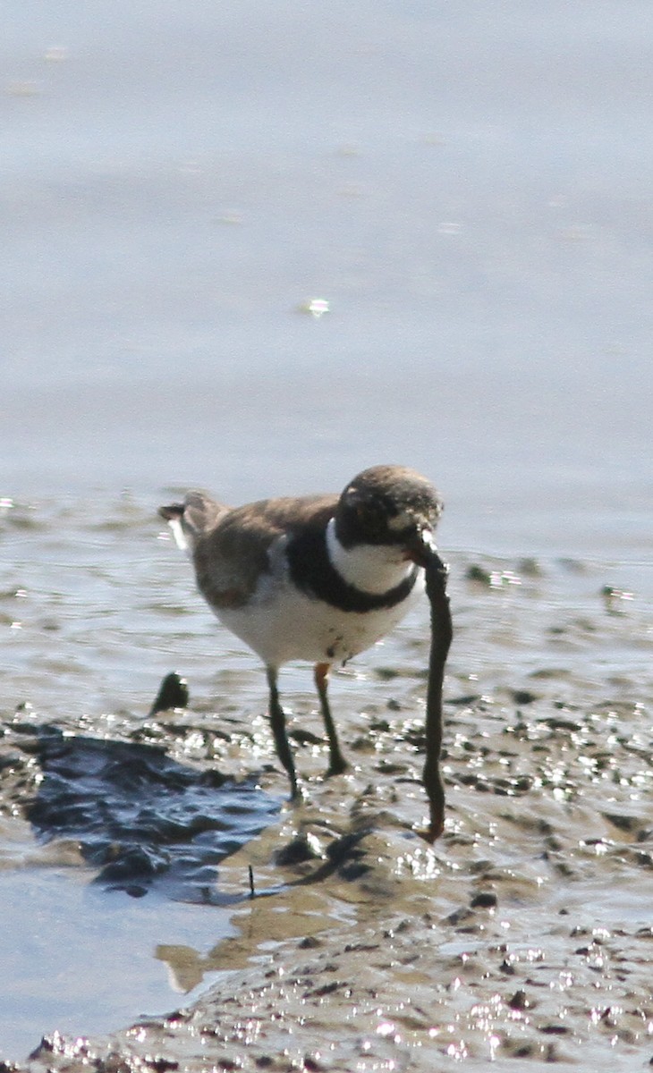 Semipalmated Plover - Stephen Baird