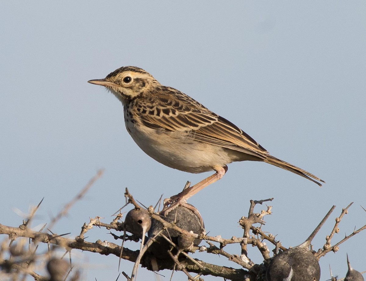 African Pipit - ML109540551