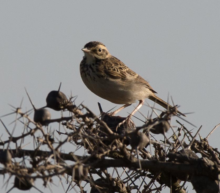 African Pipit - ML109540571