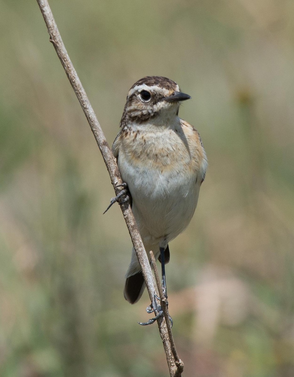 Whinchat - ML109541141