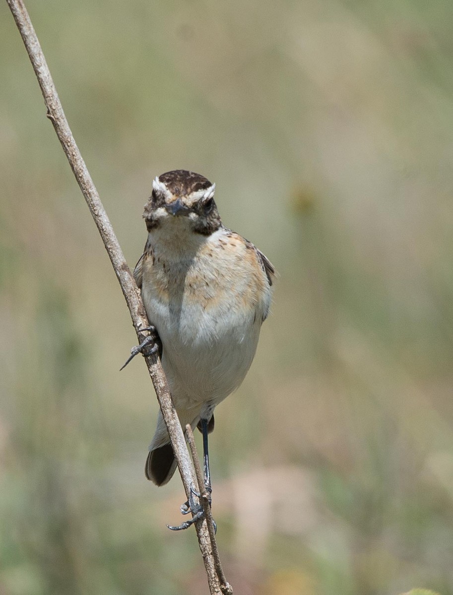 Whinchat - ML109541151