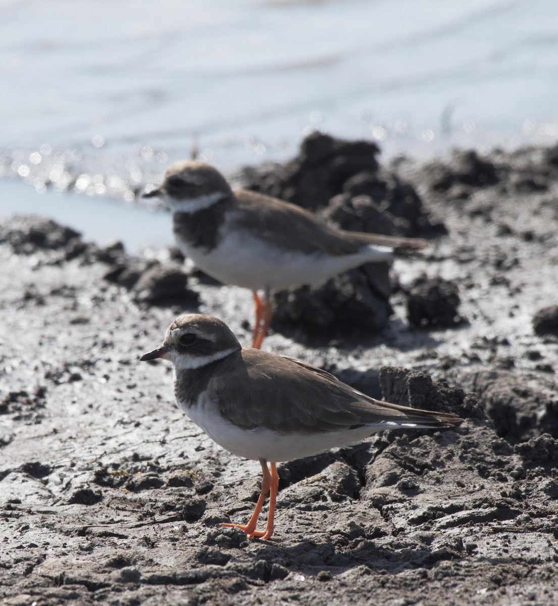 Common Ringed Plover - ML109541401