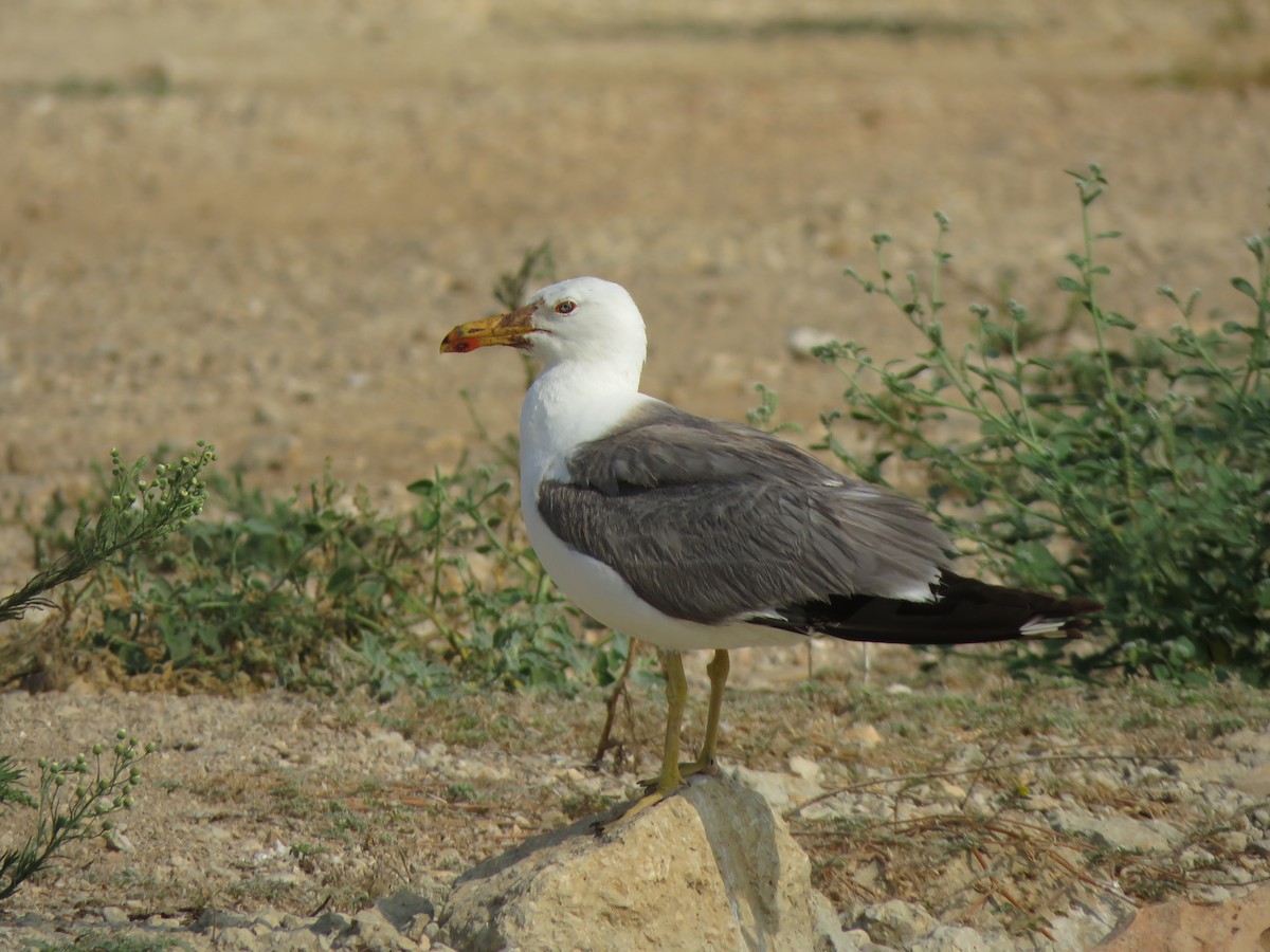 Yellow-legged Gull - Daniel Melamed