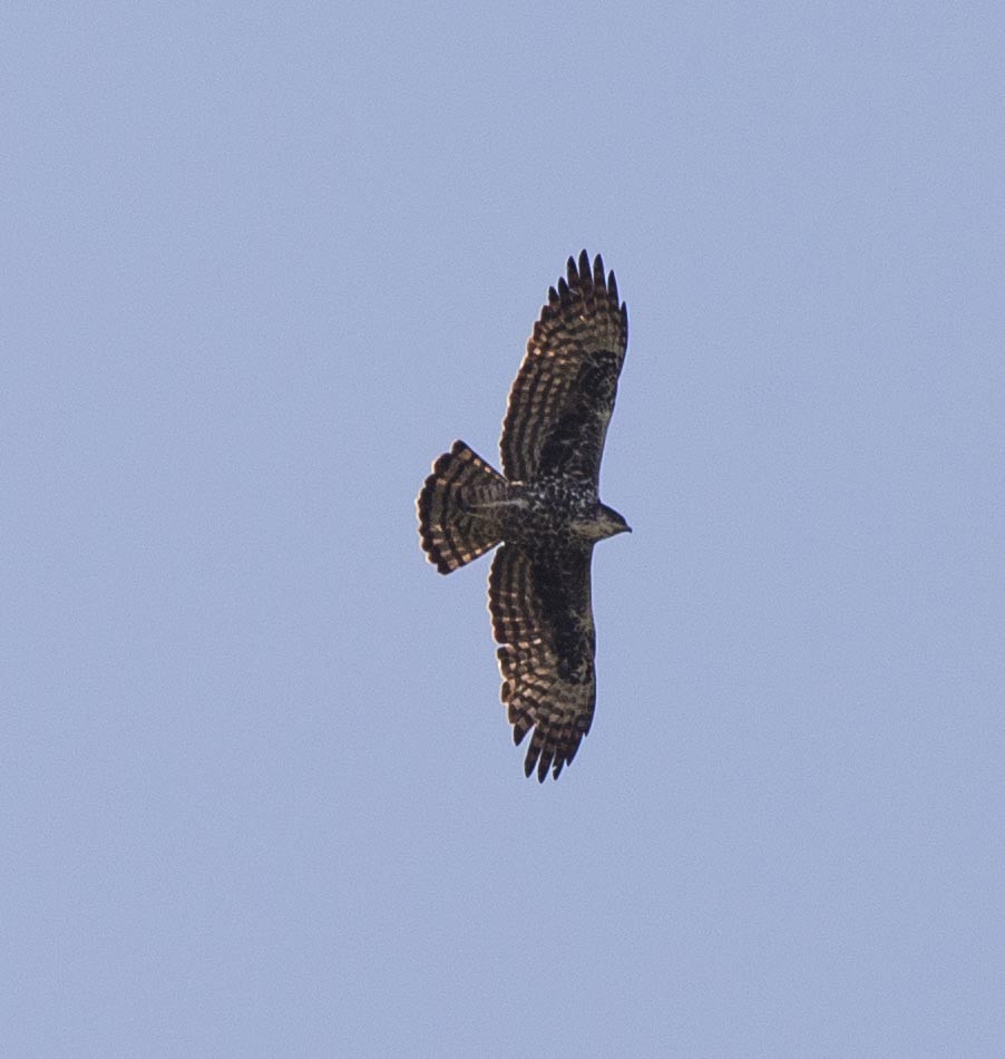 Ayres's Hawk-Eagle - Simon Carter