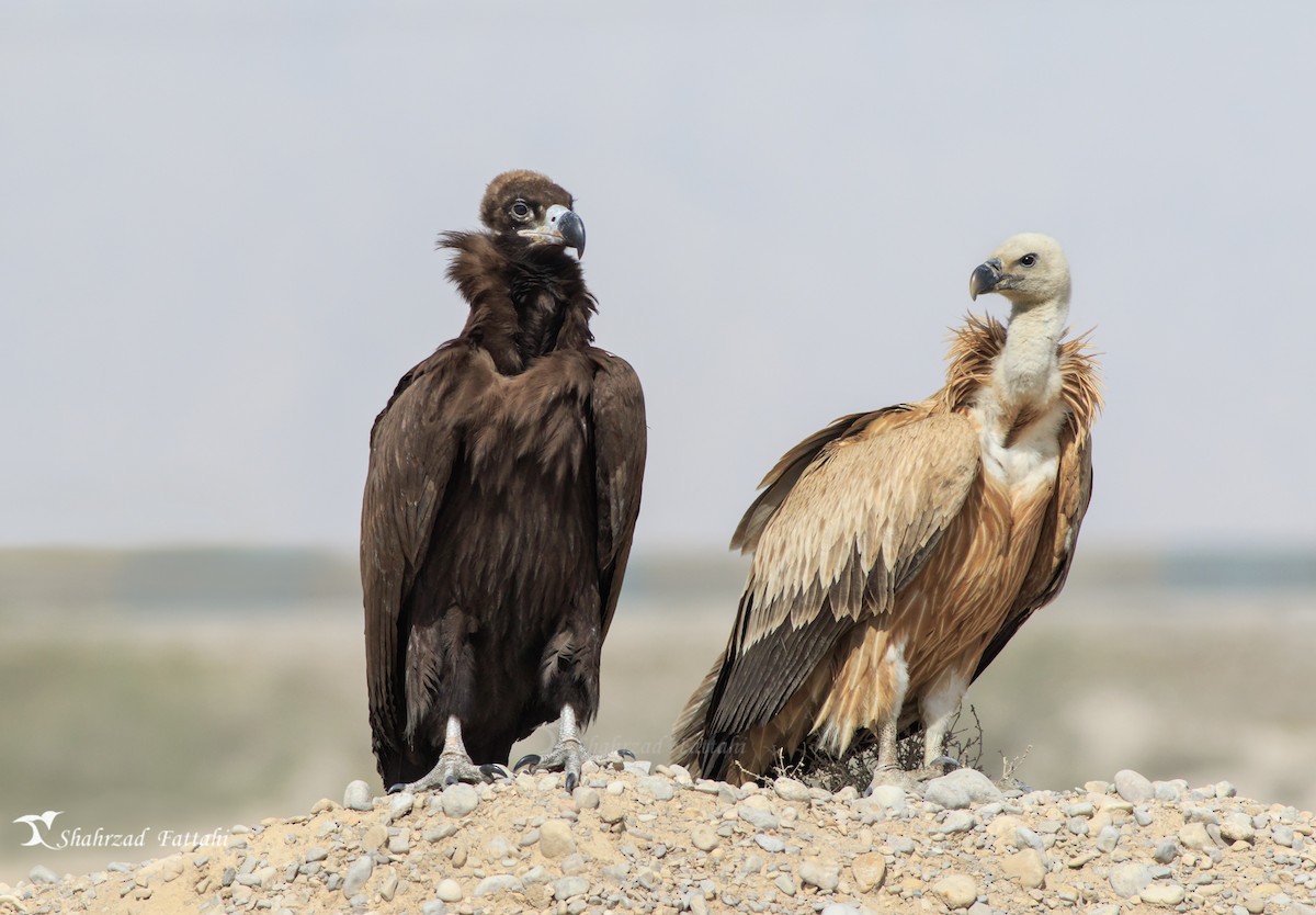 Cinereous Vulture - ML109542831