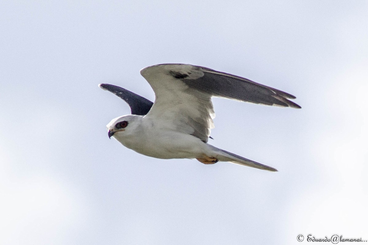White-tailed Kite - Jorge Eduardo Ruano