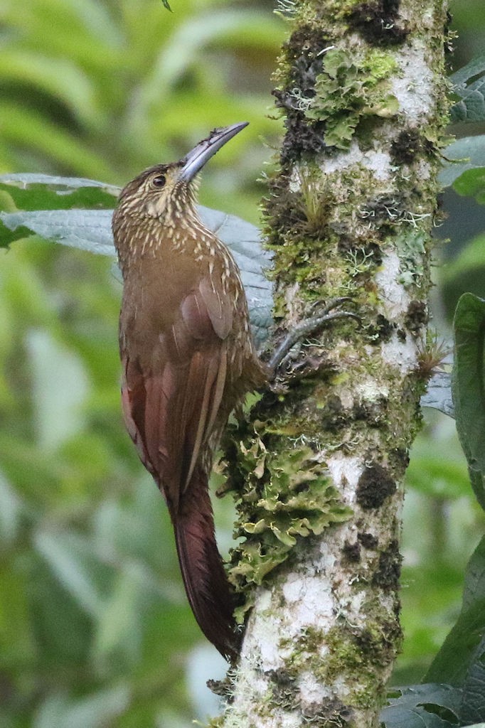 Strong-billed Woodcreeper - ML109547941